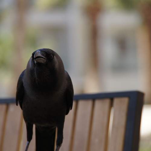 Photo #13725446