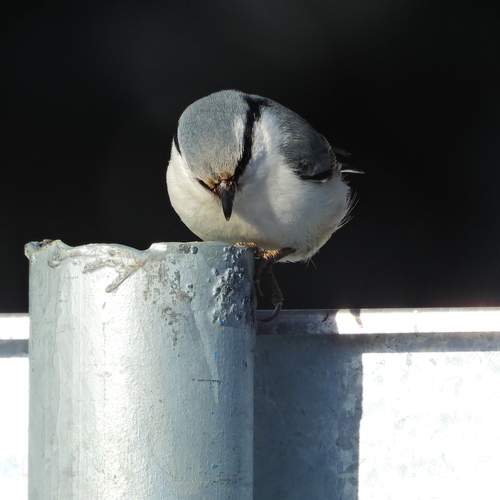 Photo #13725447