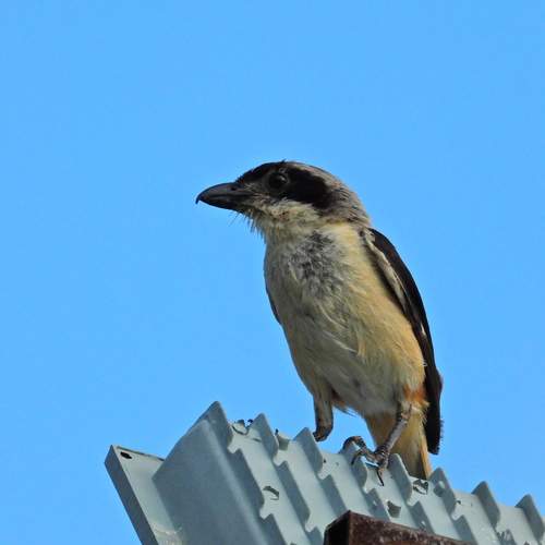 Photo #13725503