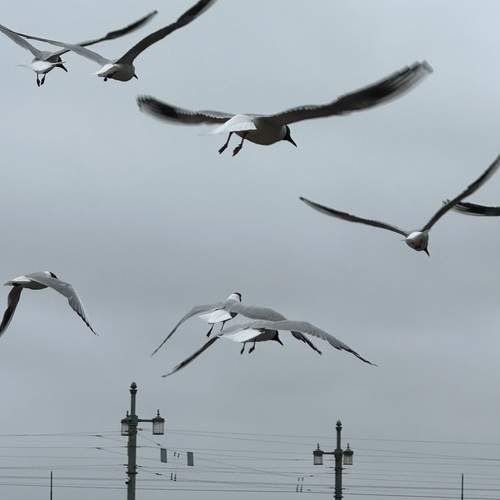 Photo #13725834