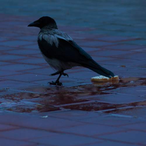 Photo #13725840