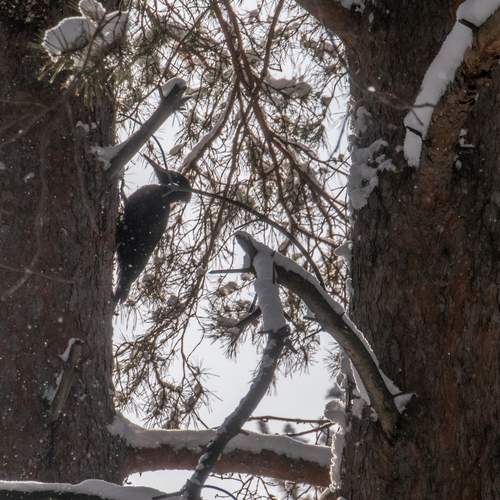 Photo #13726046