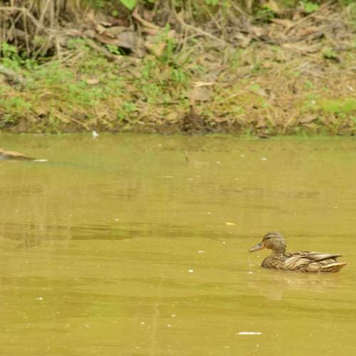 Photo #13726053