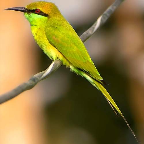 Photo #13726195