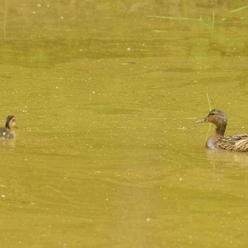 Photo #13726204