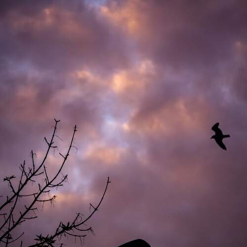 Photo #13726257