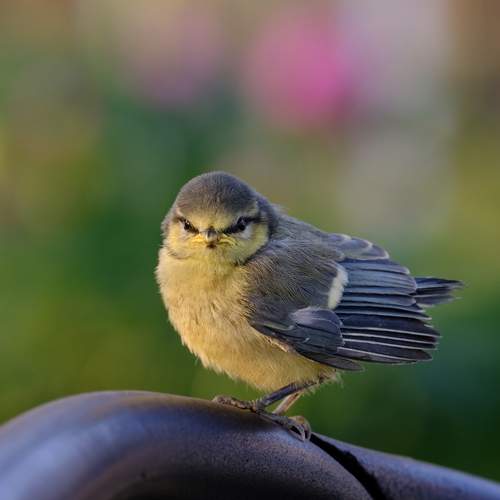 Photo #13726418