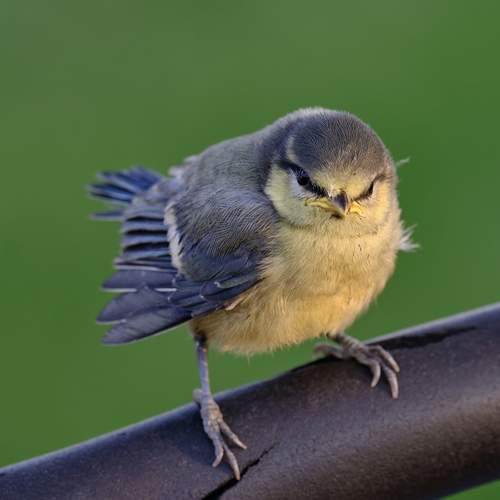 Photo #13726427