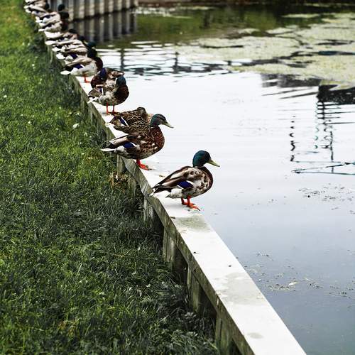 Photo #13726428