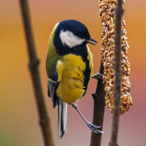 Photo #13726443