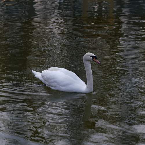 Photo #13726493