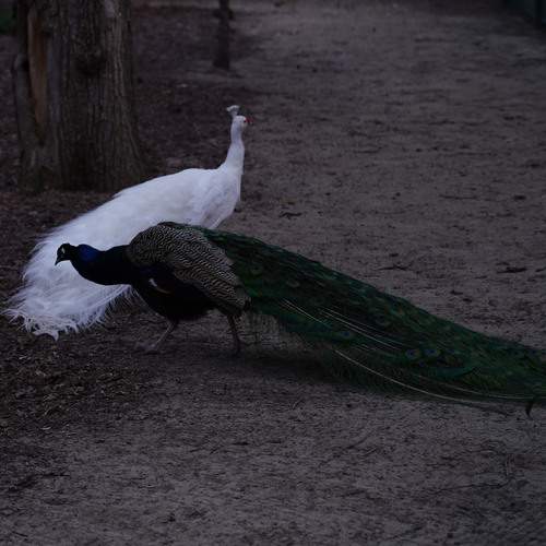 Photo #13726518