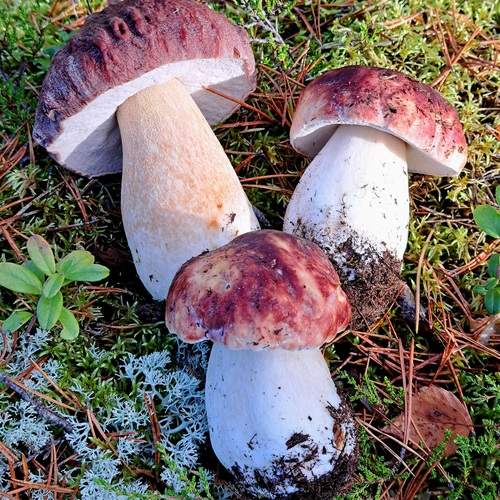 Photo #13726533