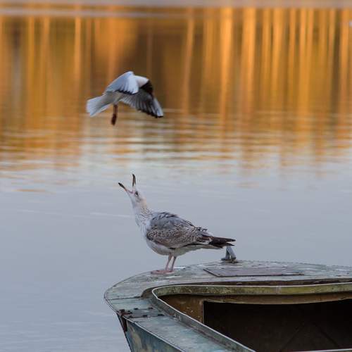 Photo #13726783