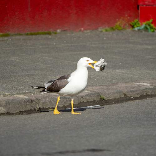 Photo #13726797