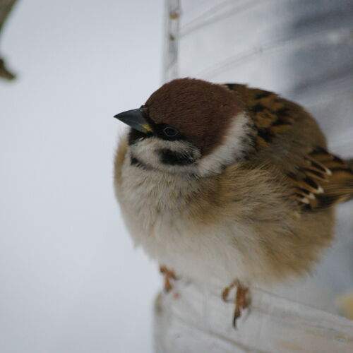 Photo #13726912