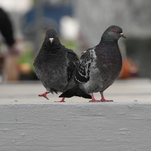 Photo #13726942