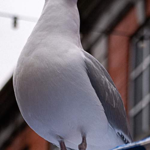 Photo #13726973