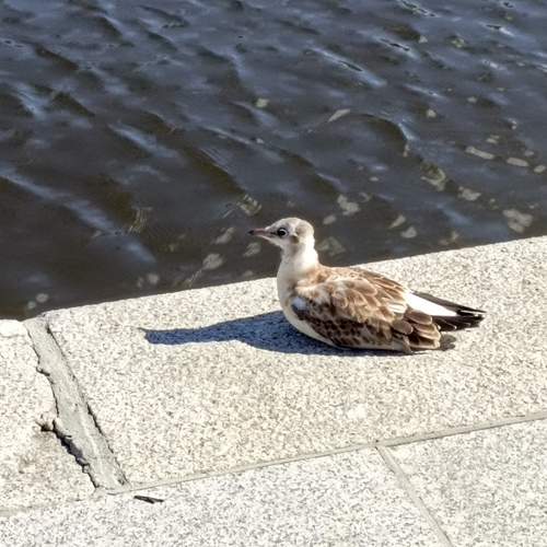 Photo #13727028