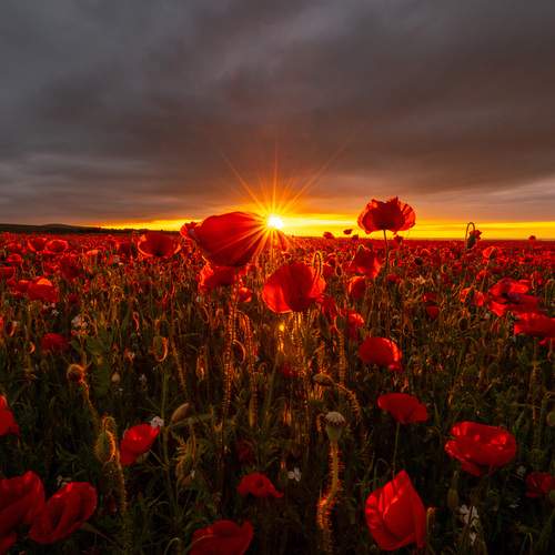 Photo #13727147
