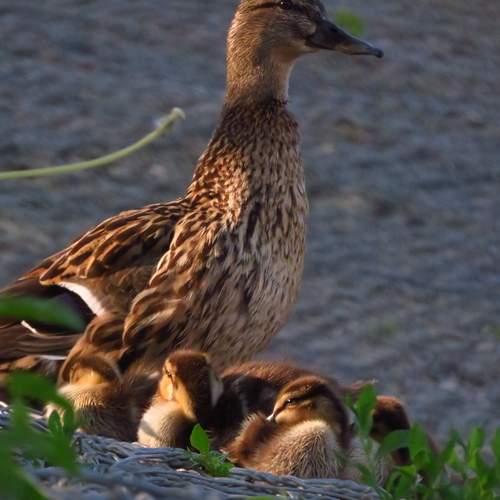family