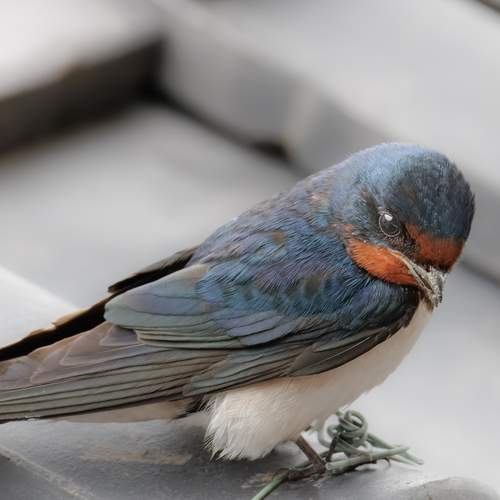 Photo #13727235