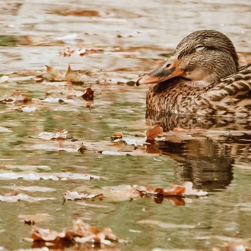 Autumn Bird