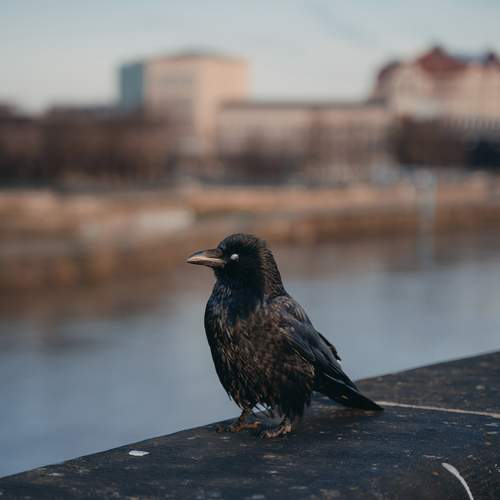 Photo #13727323