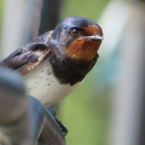 Photo #13727401