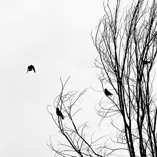 Photo #13727433