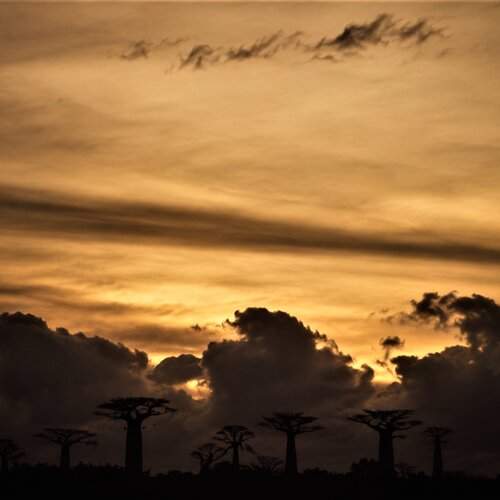 Sentinels of the Twilight