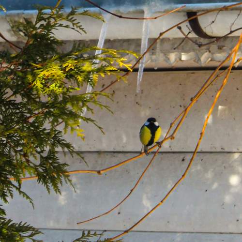 Photo #13727457