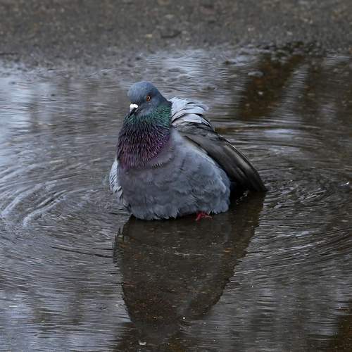 Photo #13727530