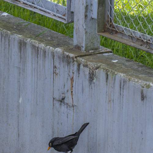 Photo #13727626