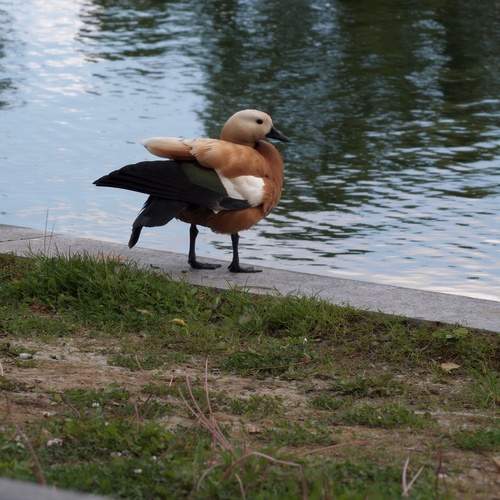 Photo #13727649