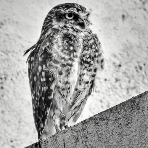 Photo #13727666