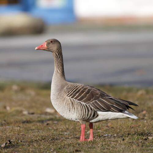 Photo #13727724