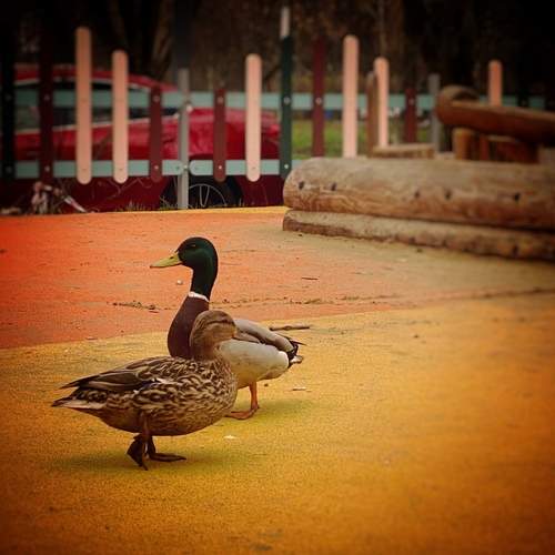 Photo #13727883