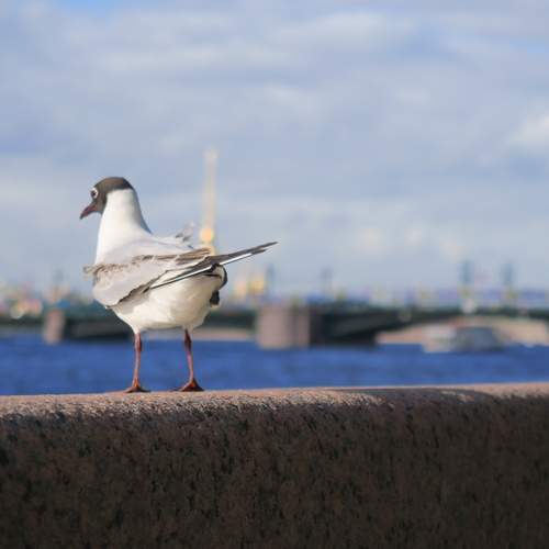 Photo #13727996
