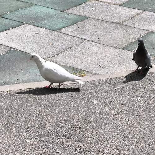 Photo #13728042