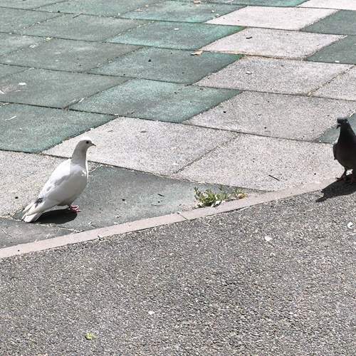 Photo #13728043
