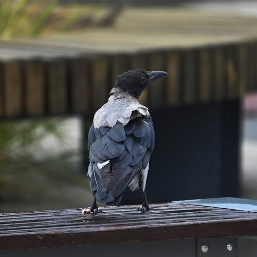 Photo #13728095