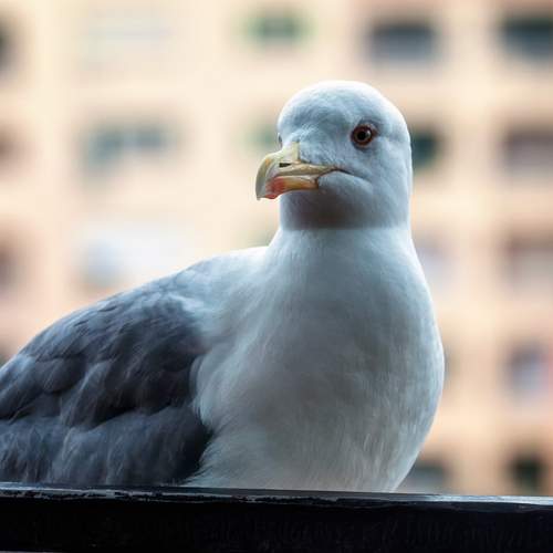 Photo #13728243