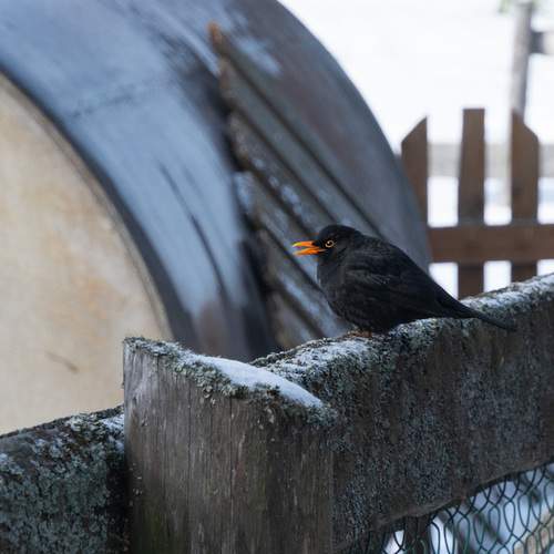 Photo #13728460