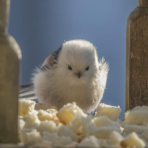 Photo #13728624