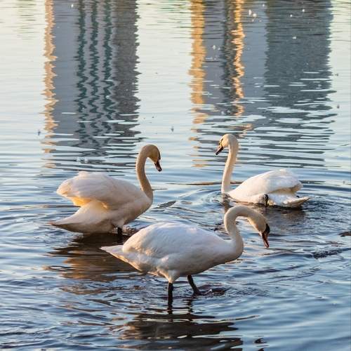 Photo #13728634