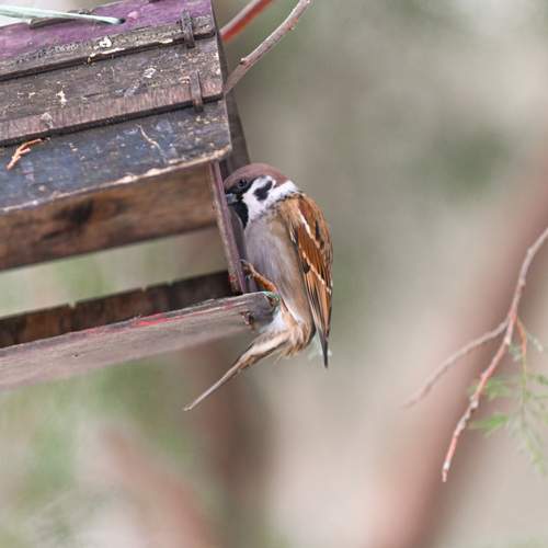 Photo #13728636