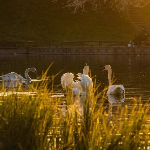 Photo #13728641