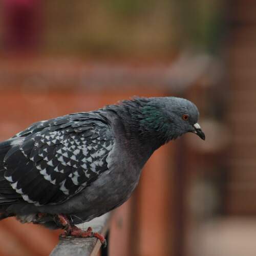 Photo #13728720