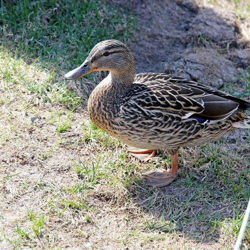 Photo #13728764